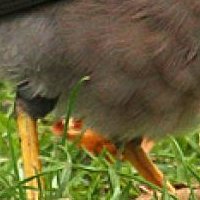 Minah Bird Meztelen